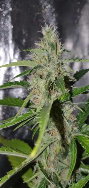 Grow-Report Kritikal Bilbo Auto, Woche 7, Foto 2