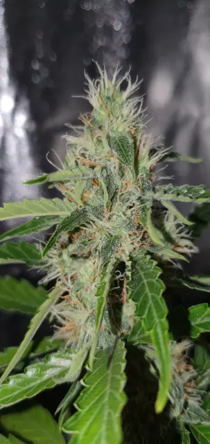 Grow-Report Kritikal Bilbo Auto, Woche 7, Foto 3