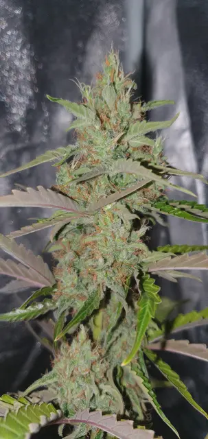 Grow-Report Kritikal Bilbo Auto, Woche 8, Foto 1