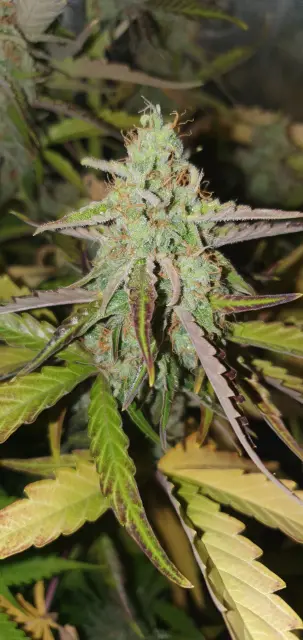 Grow-Report Kritikal Bilbo Auto, Woche 8, Foto 2