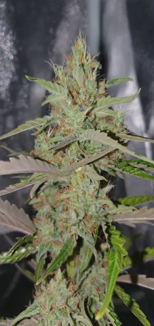 Grow-Report Kritikal Bilbo Auto, Woche 8, Foto 3