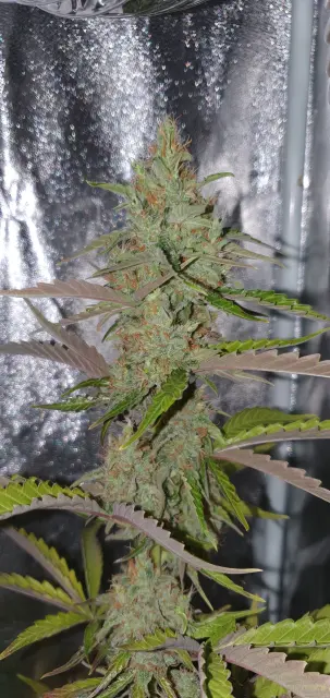 Grow-Report Kritikal Bilbo Auto, Woche 8, Foto 4
