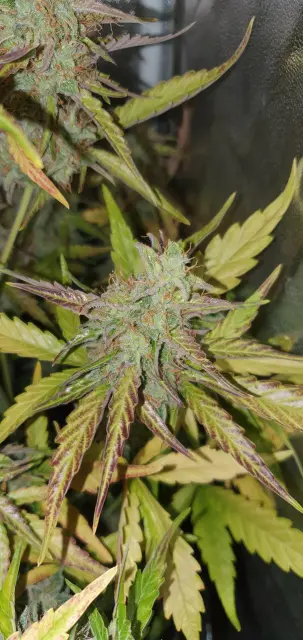 Grow-Report Kritikal Bilbo Auto, Woche 8, Foto 5