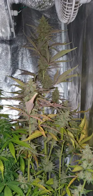 Grow-Report Kritikal Bilbo Auto, Woche 8, Foto 6