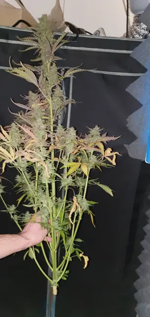 Grow-Report Kritikal Bilbo Auto, Woche 8, Foto 7