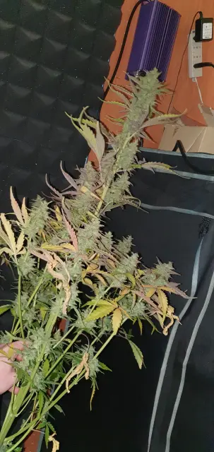 Grow-Report: Kritikal Bilbo Auto