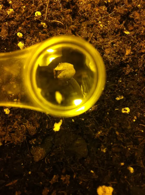 Grow-Report Blue Auto Mazar, Woche 1, Foto 1