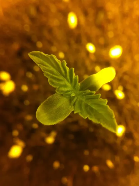 Grow-Report Blue Auto Mazar, Woche 1, Foto 2