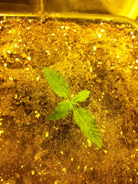Grow-Report Blue Auto Mazar, Woche 1, Foto 3