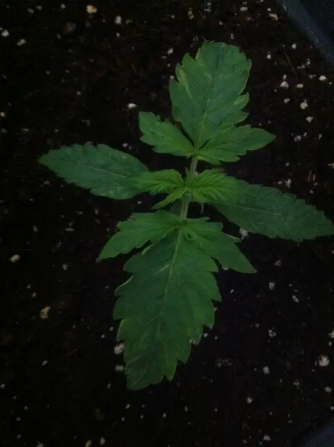 Grow-Report Blue Auto Mazar, Woche 2, Foto 1
