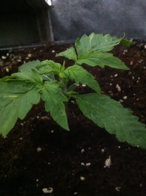 Grow-Report Blue Auto Mazar, Woche 2, Foto 2
