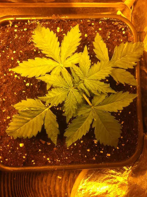 Grow-Report Blue Auto Mazar, Woche 3, Foto 1