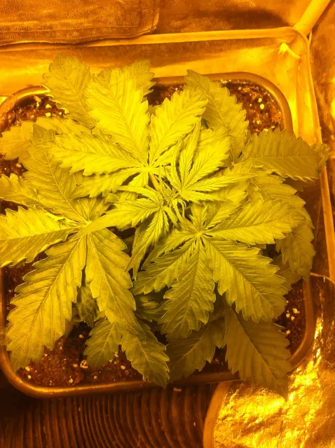 Grow-Report Blue Auto Mazar, Woche 3, Foto 2
