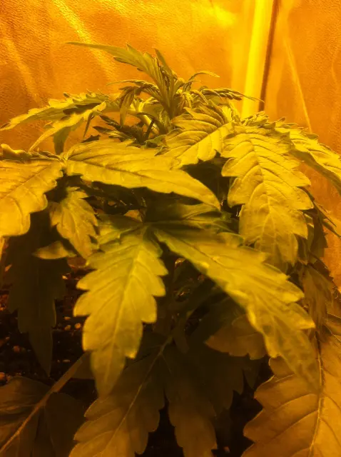 Grow-Report Blue Auto Mazar, Woche 3, Foto 3
