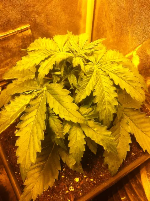 Grow-Report Blue Auto Mazar, Woche 3, Foto 4