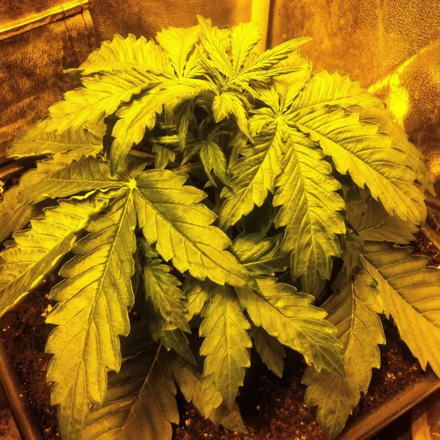 Grow-Report Blue Auto Mazar, Woche 3, Foto 5