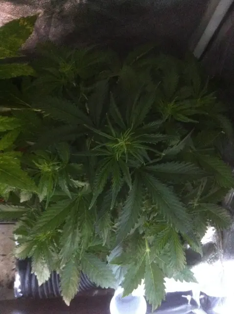 Grow-Report Blue Auto Mazar, Woche 4, Foto 1