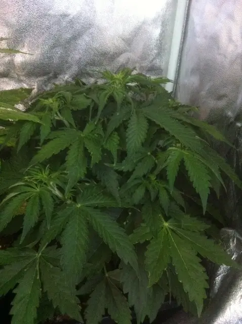 Grow-Report Blue Auto Mazar, Woche 4, Foto 2