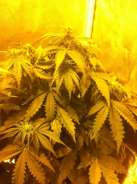 Grow-Report Blue Auto Mazar, Woche 4, Foto 3