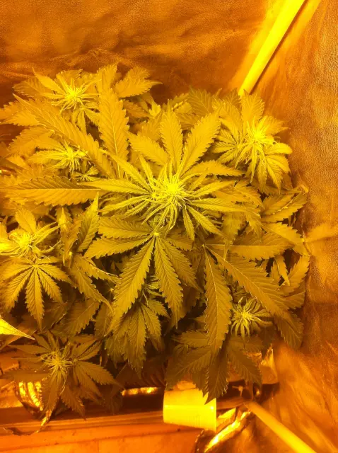 Grow-Report Blue Auto Mazar, Woche 4, Foto 4
