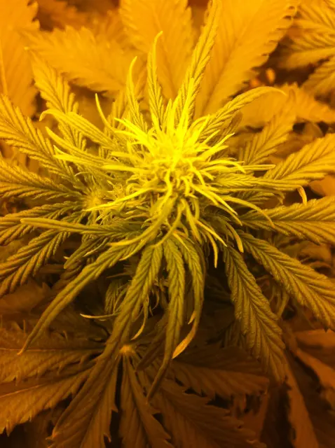 Grow-Report Blue Auto Mazar, Woche 4, Foto 5