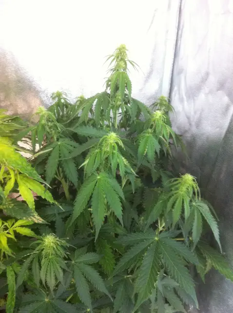 Grow-Report Blue Auto Mazar, Woche 5, Foto 1