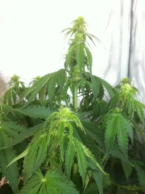 Grow-Report Blue Auto Mazar, Woche 5, Foto 2