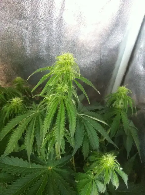 Grow-Report Blue Auto Mazar, Woche 5, Foto 3