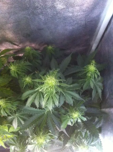 Grow-Report Blue Auto Mazar, Woche 5, Foto 4