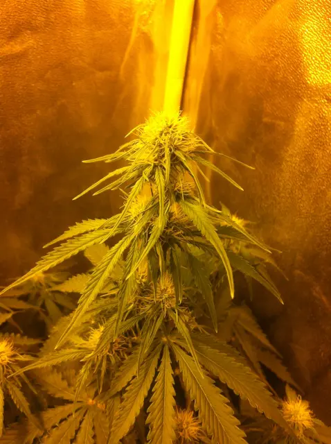 Grow-Report Blue Auto Mazar, Woche 5, Foto 5