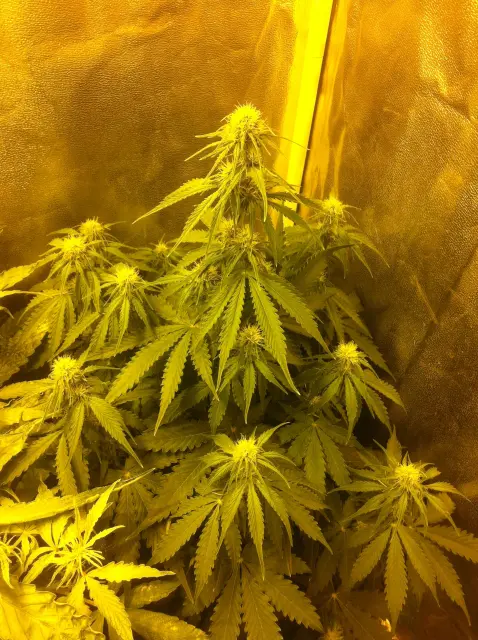 Grow-Report Blue Auto Mazar, Woche 5, Foto 6