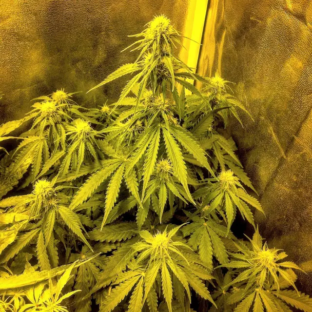 Grow-Report Blue Auto Mazar, Woche 5, Foto 7