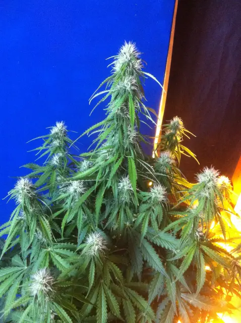Grow-Report Blue Auto Mazar, Woche 6, Foto 1