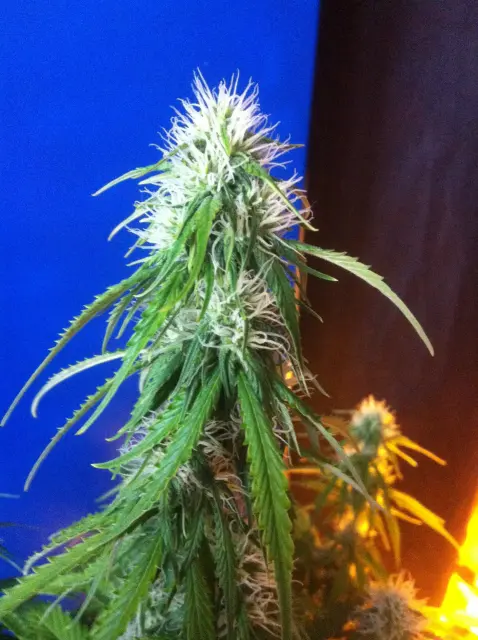 Grow-Report Blue Auto Mazar, Woche 6, Foto 2