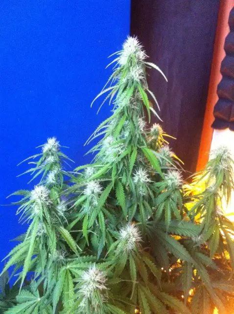 Grow-Report Blue Auto Mazar, Woche 6, Foto 3