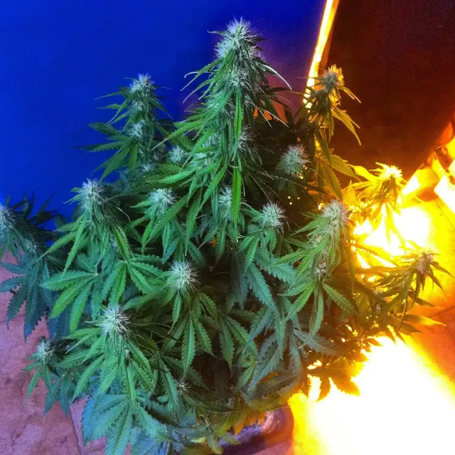 Grow-Report Blue Auto Mazar, Woche 6, Foto 4