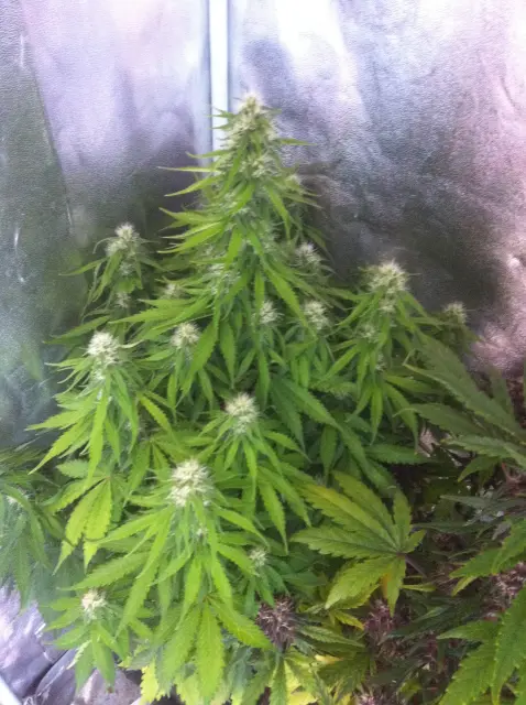 Grow-Report Blue Auto Mazar, Woche 7, Foto 1
