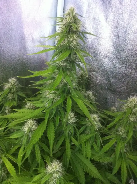 Grow-Report Blue Auto Mazar, Woche 7, Foto 2