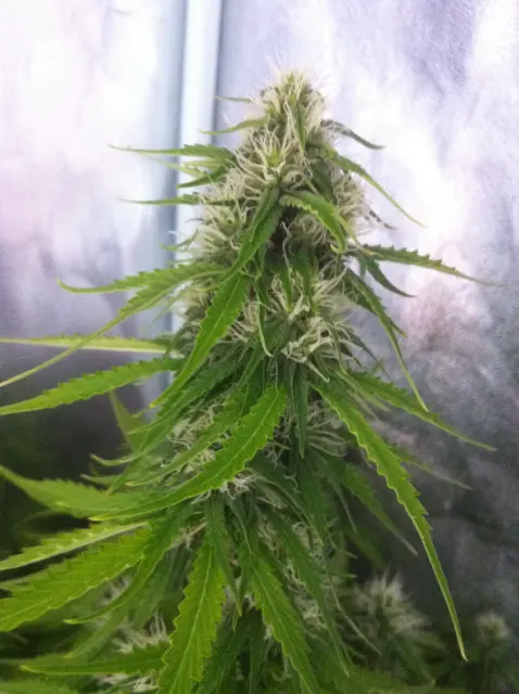 Grow-Report Blue Auto Mazar, Woche 7, Foto 3