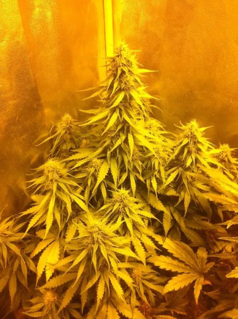 Grow-Report Blue Auto Mazar, Woche 7, Foto 4