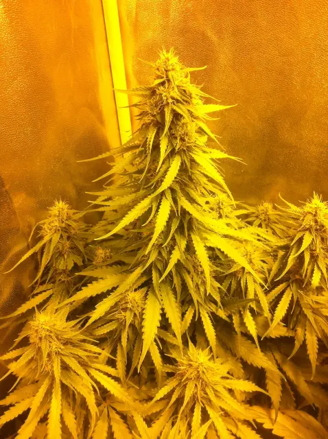 Grow-Report Blue Auto Mazar, Woche 7, Foto 5