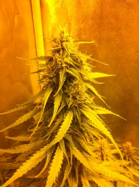 Grow-Report Blue Auto Mazar, Woche 7, Foto 6