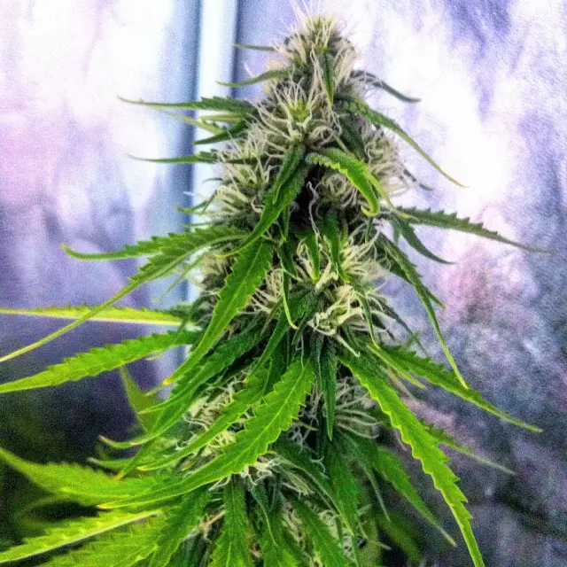 Grow-Report Blue Auto Mazar, Woche 7, Foto 7
