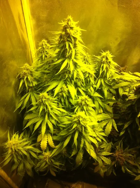 Grow-Report Blue Auto Mazar, Woche 8, Foto 1