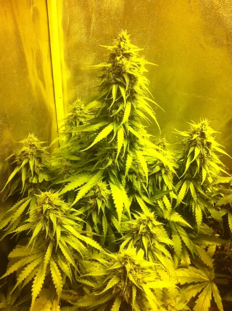 Grow-Report Blue Auto Mazar, Woche 8, Foto 2