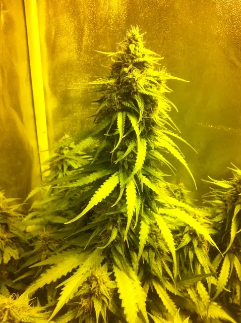 Grow-Report Blue Auto Mazar, Woche 8, Foto 3
