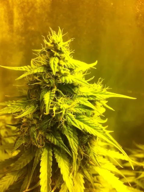 Grow-Report Blue Auto Mazar, Woche 8, Foto 4