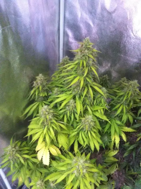 Grow-Report Blue Auto Mazar, Woche 9, Foto 1