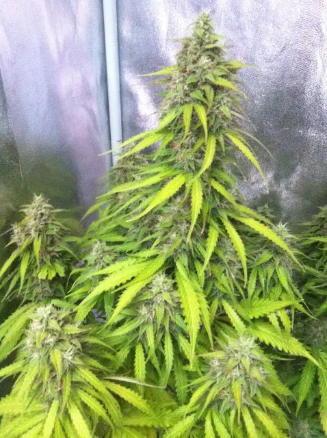 Grow-Report Blue Auto Mazar, Woche 9, Foto 2