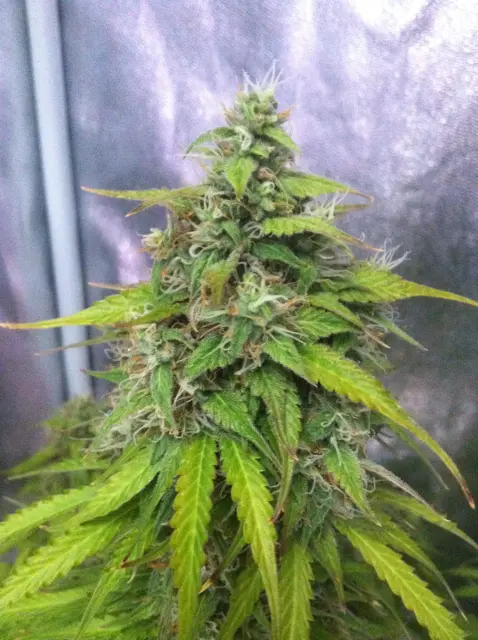 Grow-Report Blue Auto Mazar, Woche 9, Foto 3